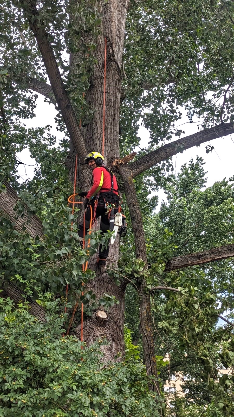 Baumpflege & Kronensicherung bei Holz Gade